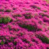 3000 kinds of creeping lavender seeds for planting perennial ground cover plants and heirloom flowers. Seeds are planted without genetic engineering.