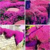 3000 kinds of creeping lavender seeds for planting perennial ground cover plants and heirloom flowers. Seeds are planted without genetic engineering.